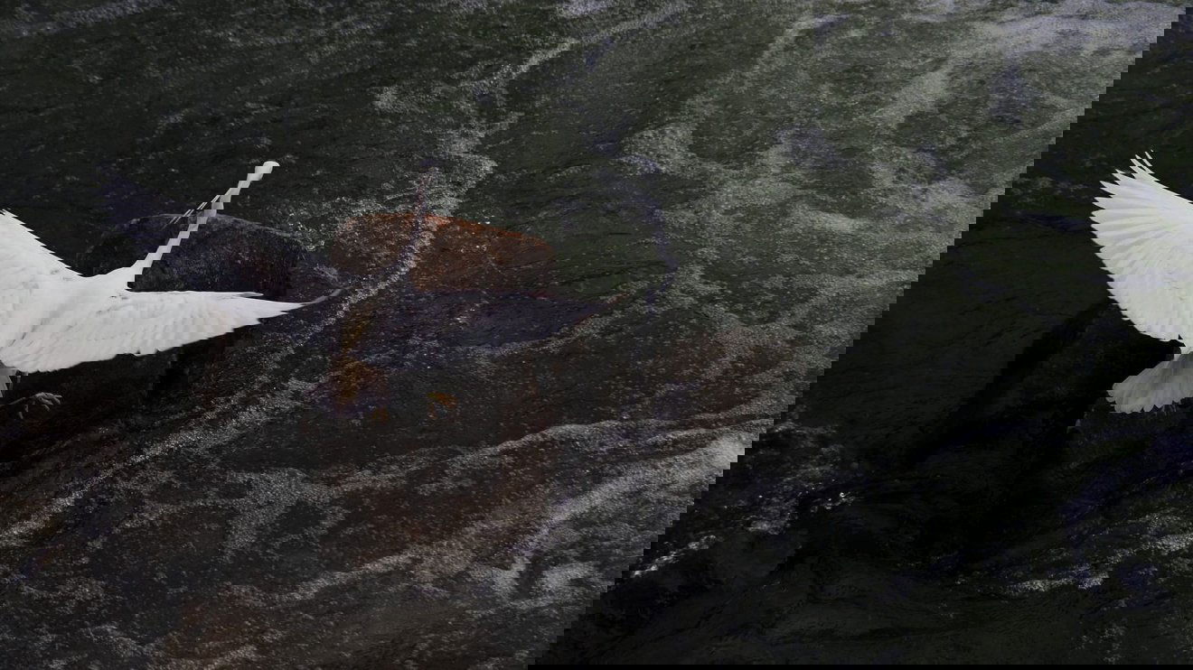 Változatos az élővilág Nagyváradon