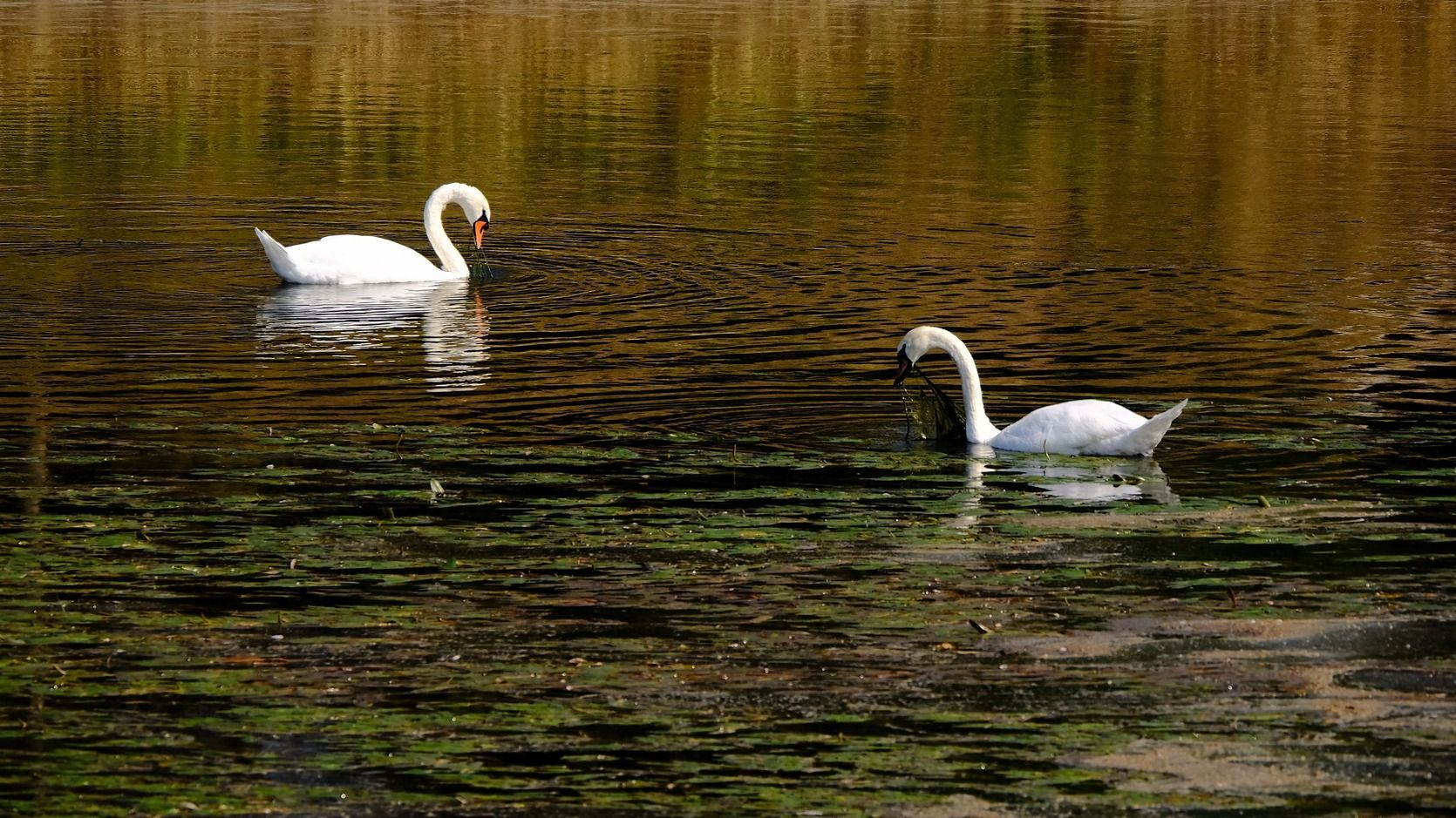 Tulcea megye: elpusztult hattyúkat találtak a Duna-delta egyik taván