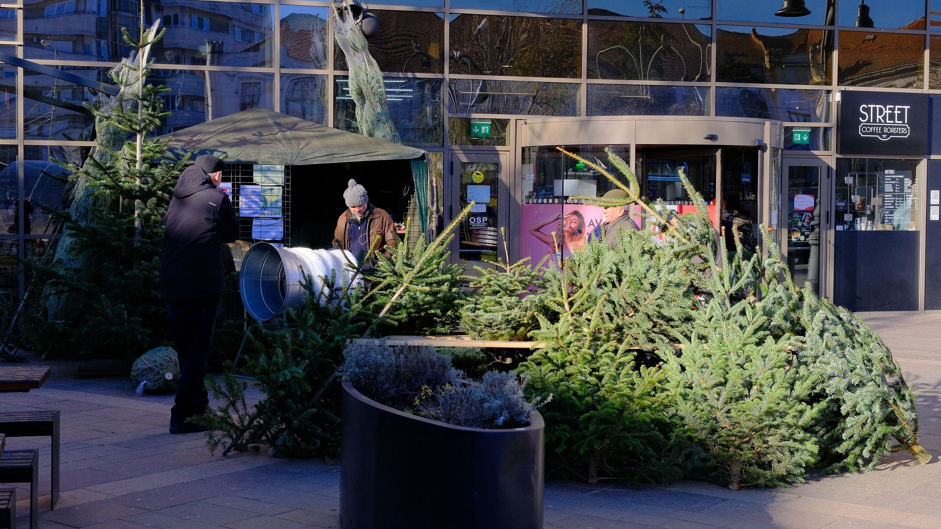 Ismét emelkedett a fenyőfák ára