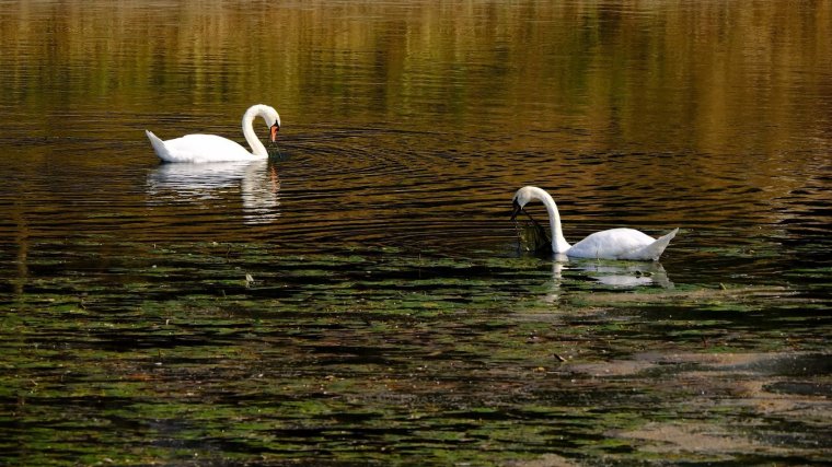 Tulcea megye: elpusztult hattyúkat találtak a Duna-delta egyik taván