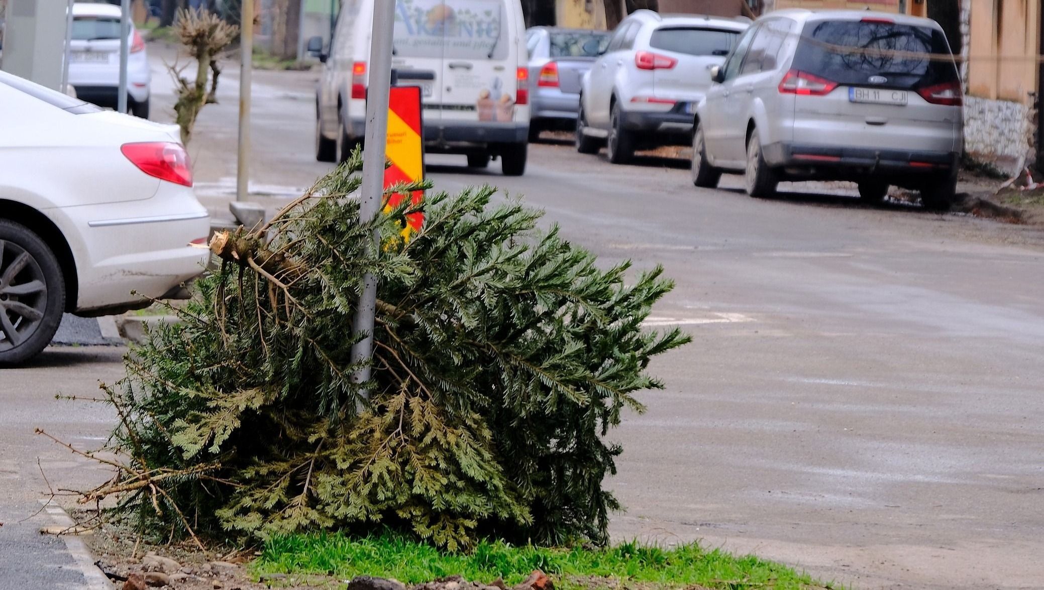 Ingyen elszállítják a kidobott fenyőket