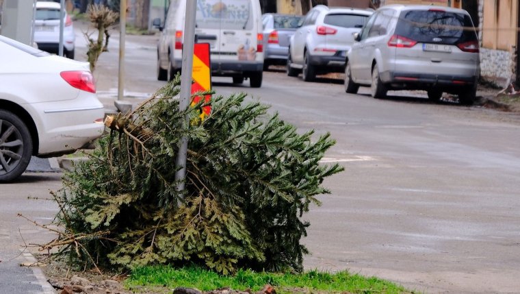 Ingyen elszállítják a kidobott fenyőket