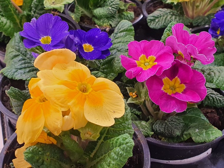 Romániában sushival és virággal ünneplik a nők napját