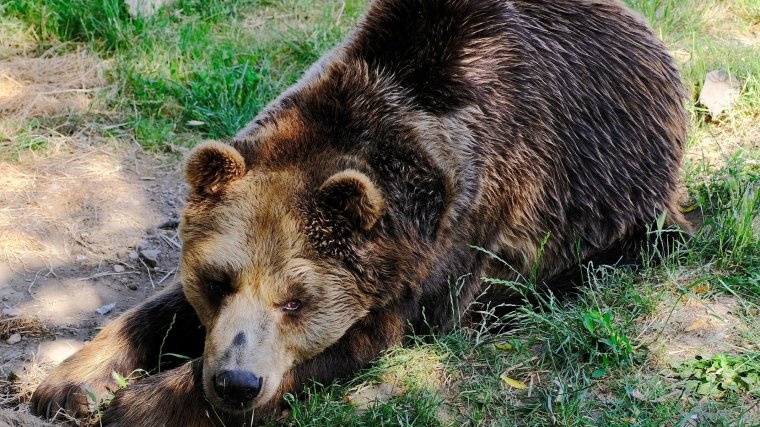Elaltatták a Gyulafehérvár közelében feltűnt medvét