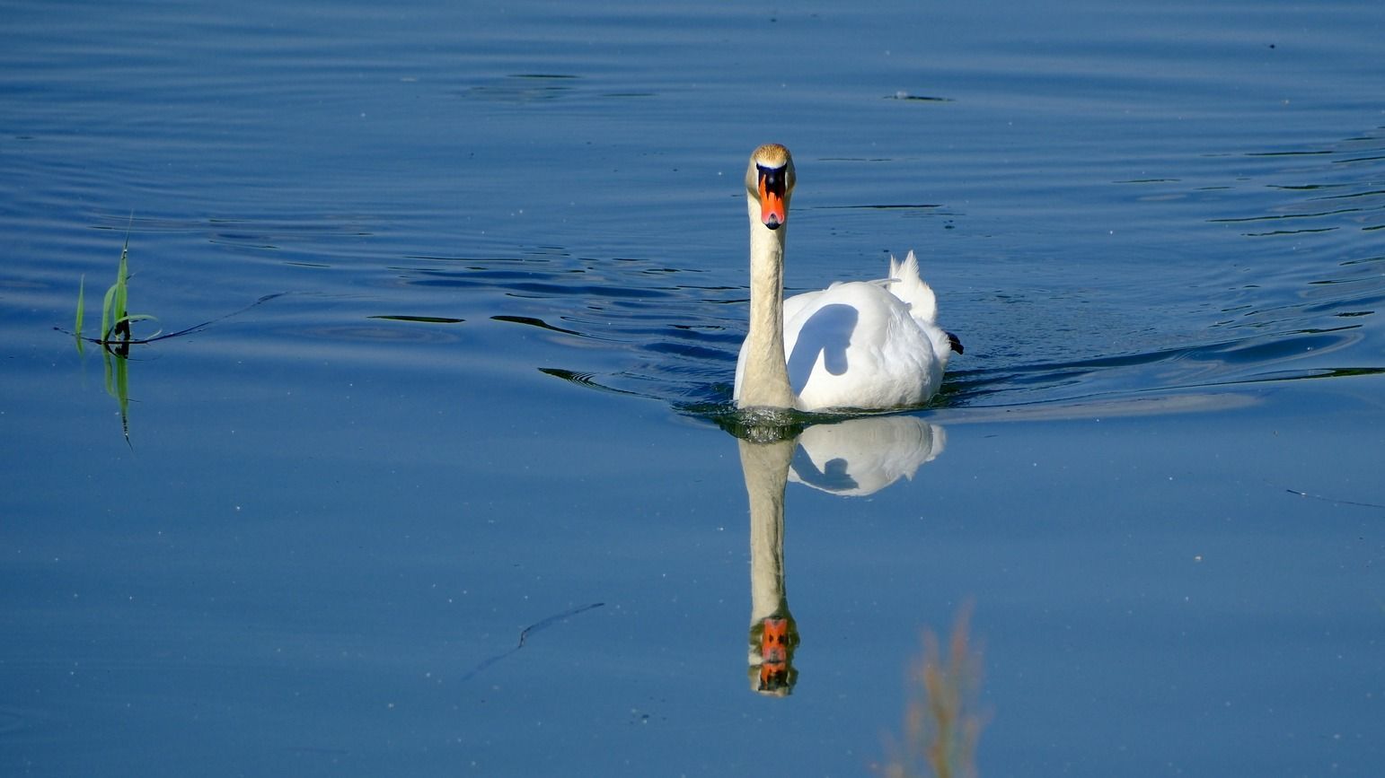 Hattyúfészek szem előtt