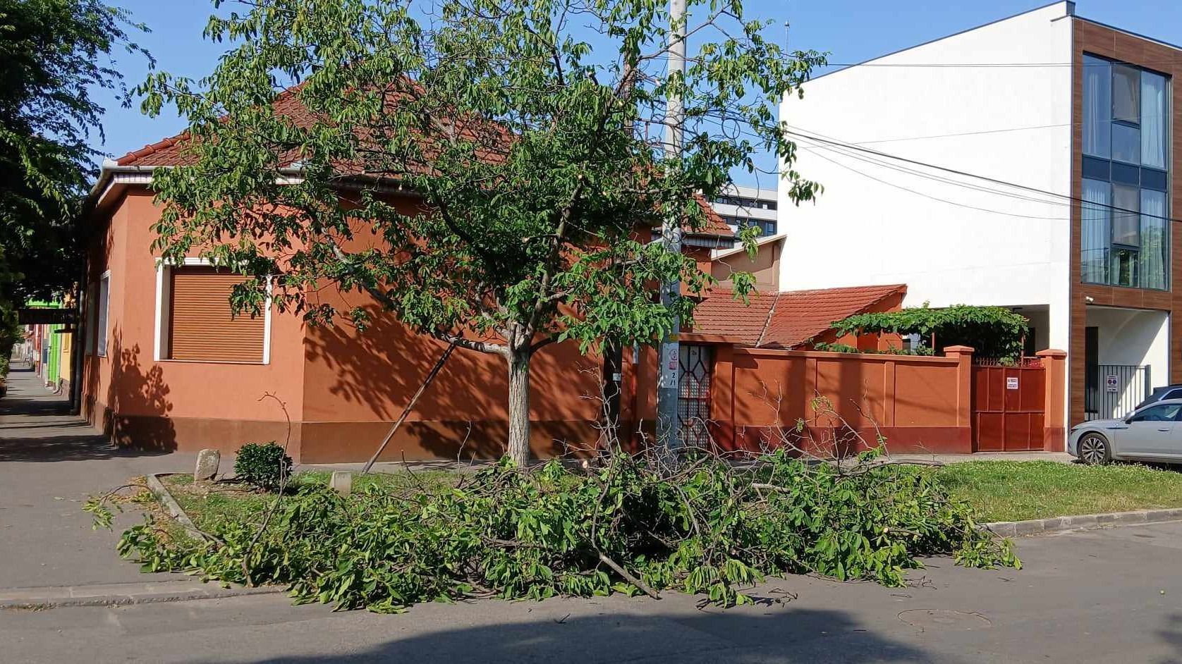 Ágakat nyestek a váradi Brâncoveanu utcán