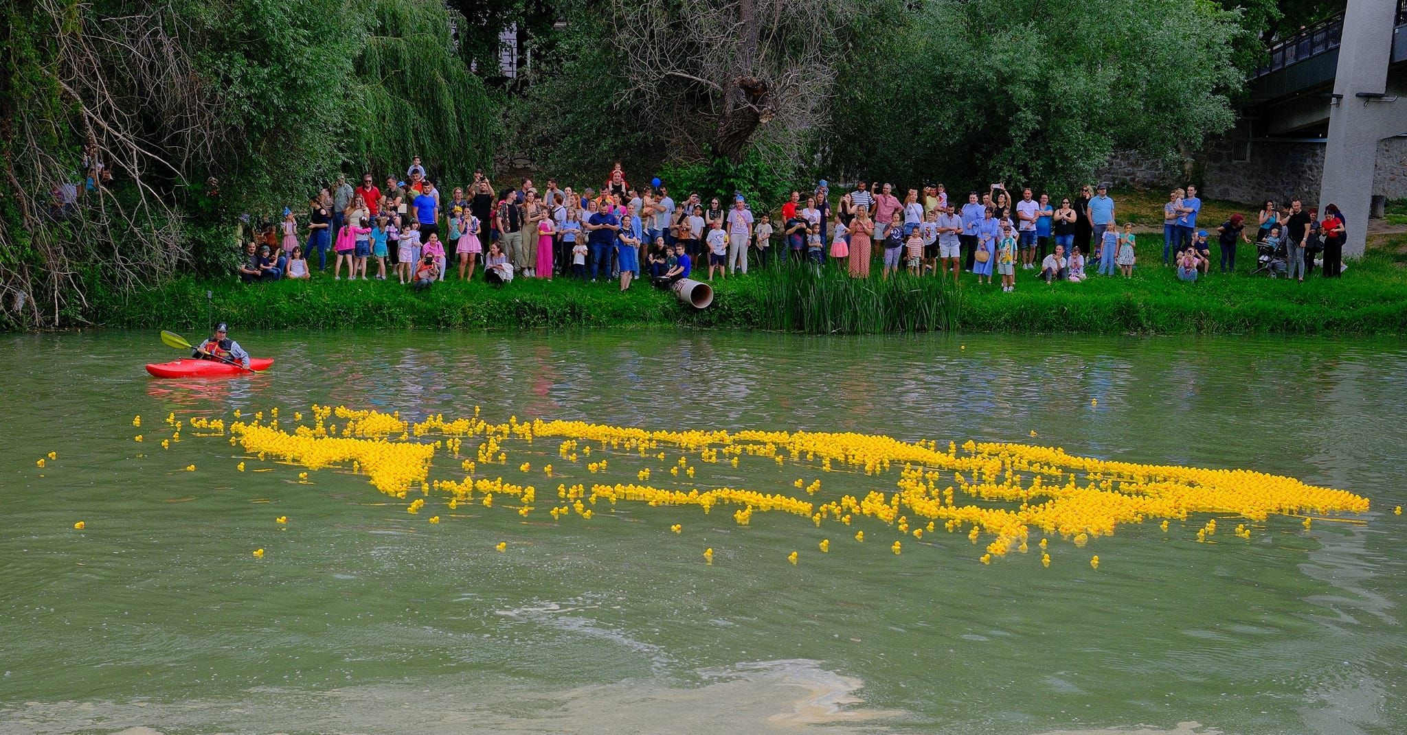 Gumikacsa-verseny a Körösön