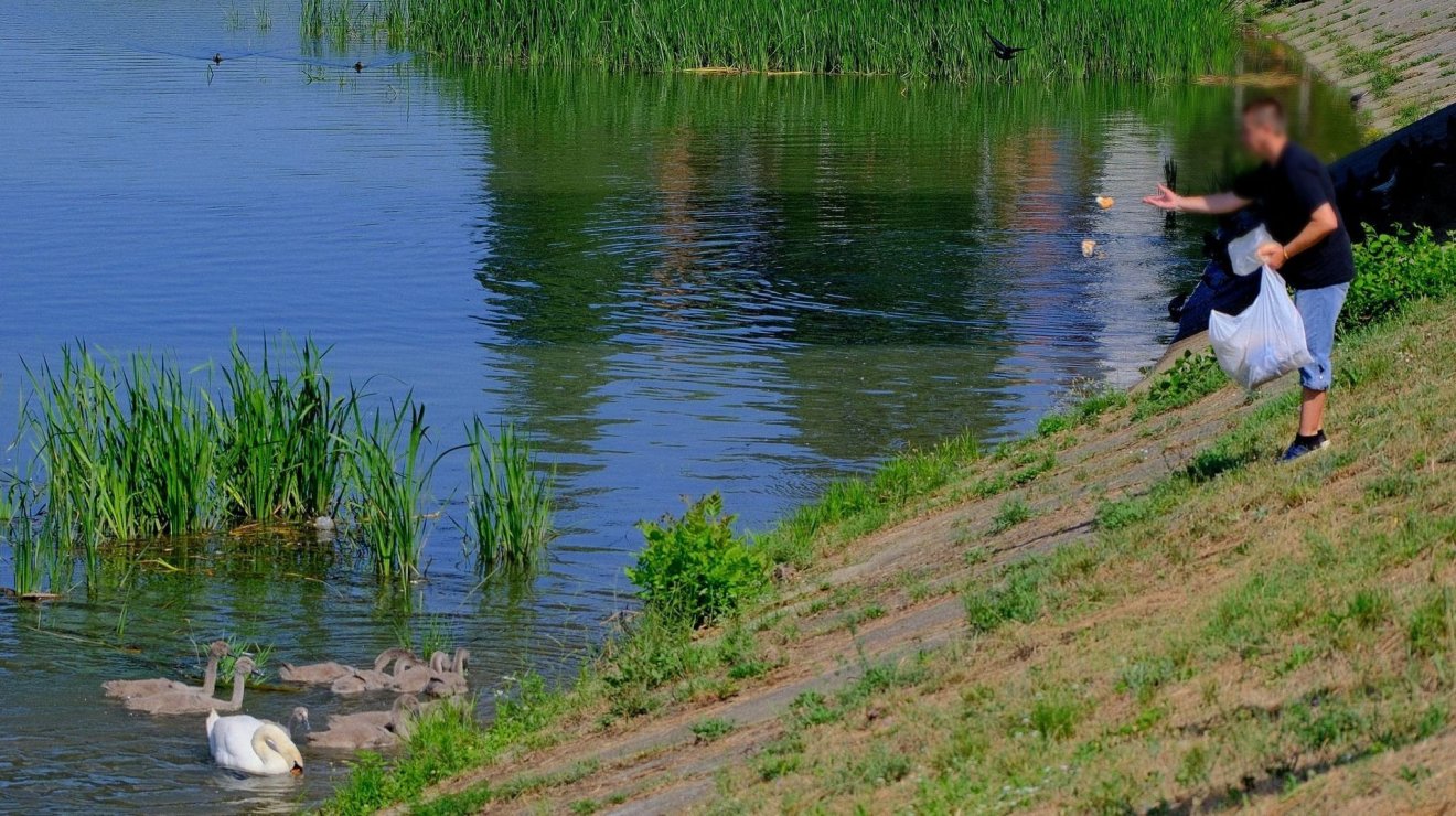 Ne etessük a vízimadarakat!