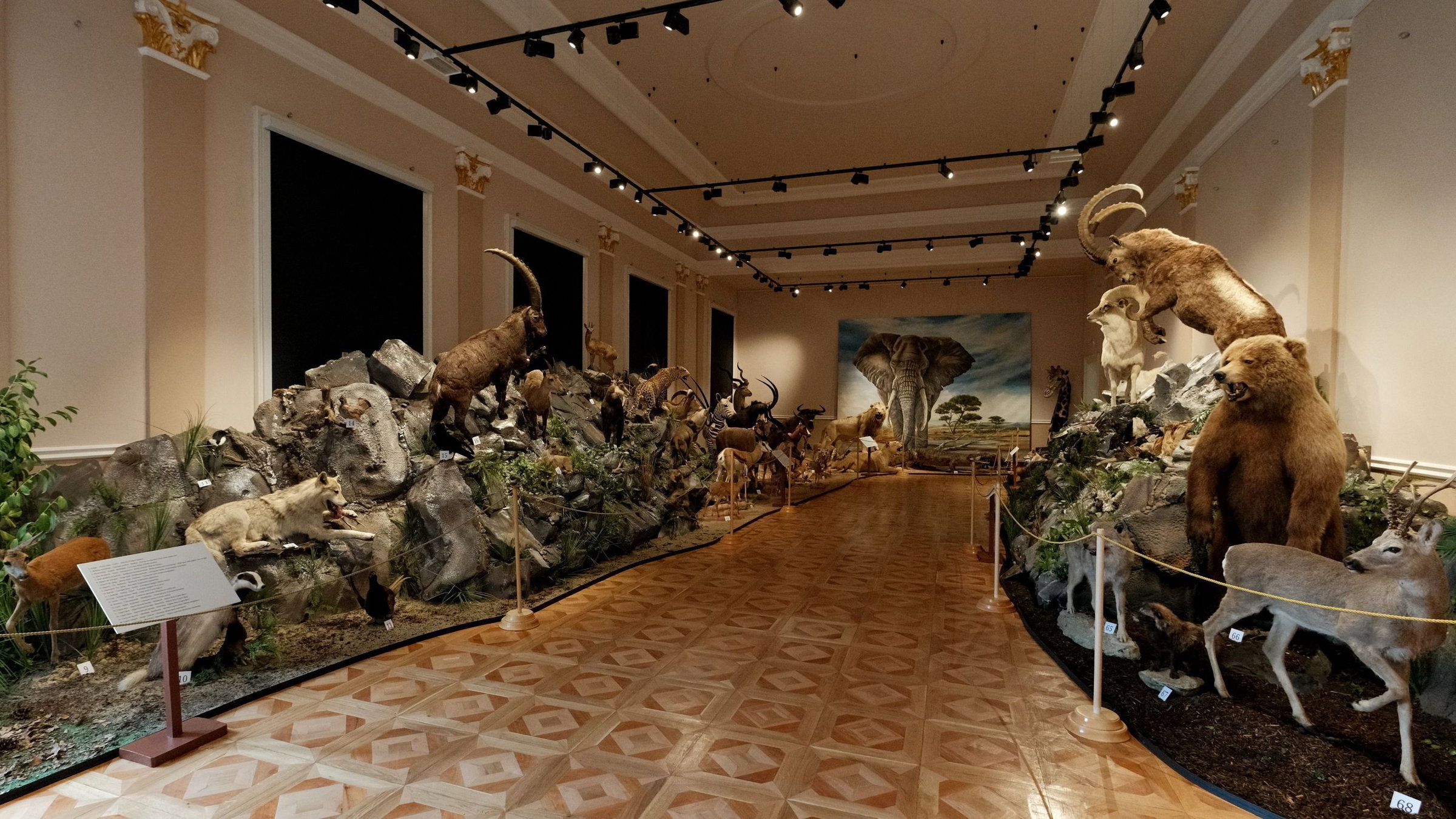 Afrikai állatok testközelben