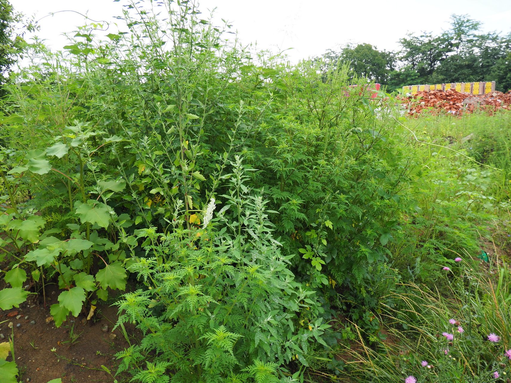 Irtani kell a parlagfüvet