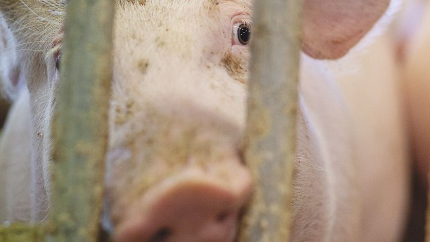 Szatmár megye: 36 malac pusztult el egy tűzben; 600 sertést sikerült megmenteni