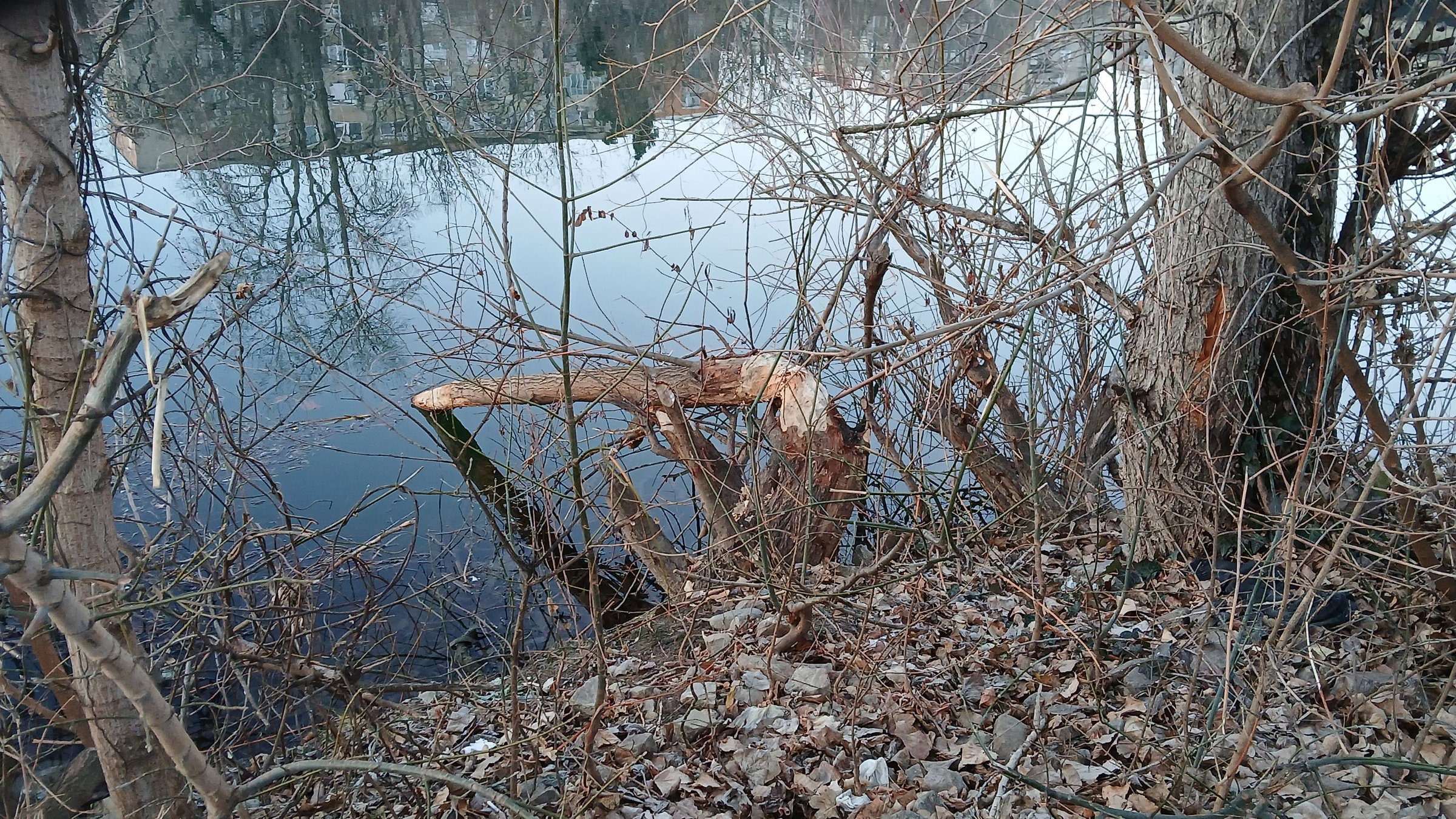 Pusztítják a hódok a Körös-parti fákat | GALÉRIA!