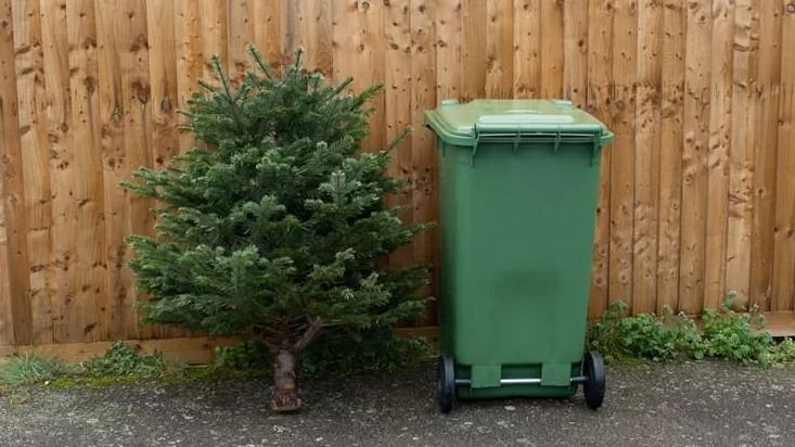 Ingyen elszállítják a karácsonyfákat