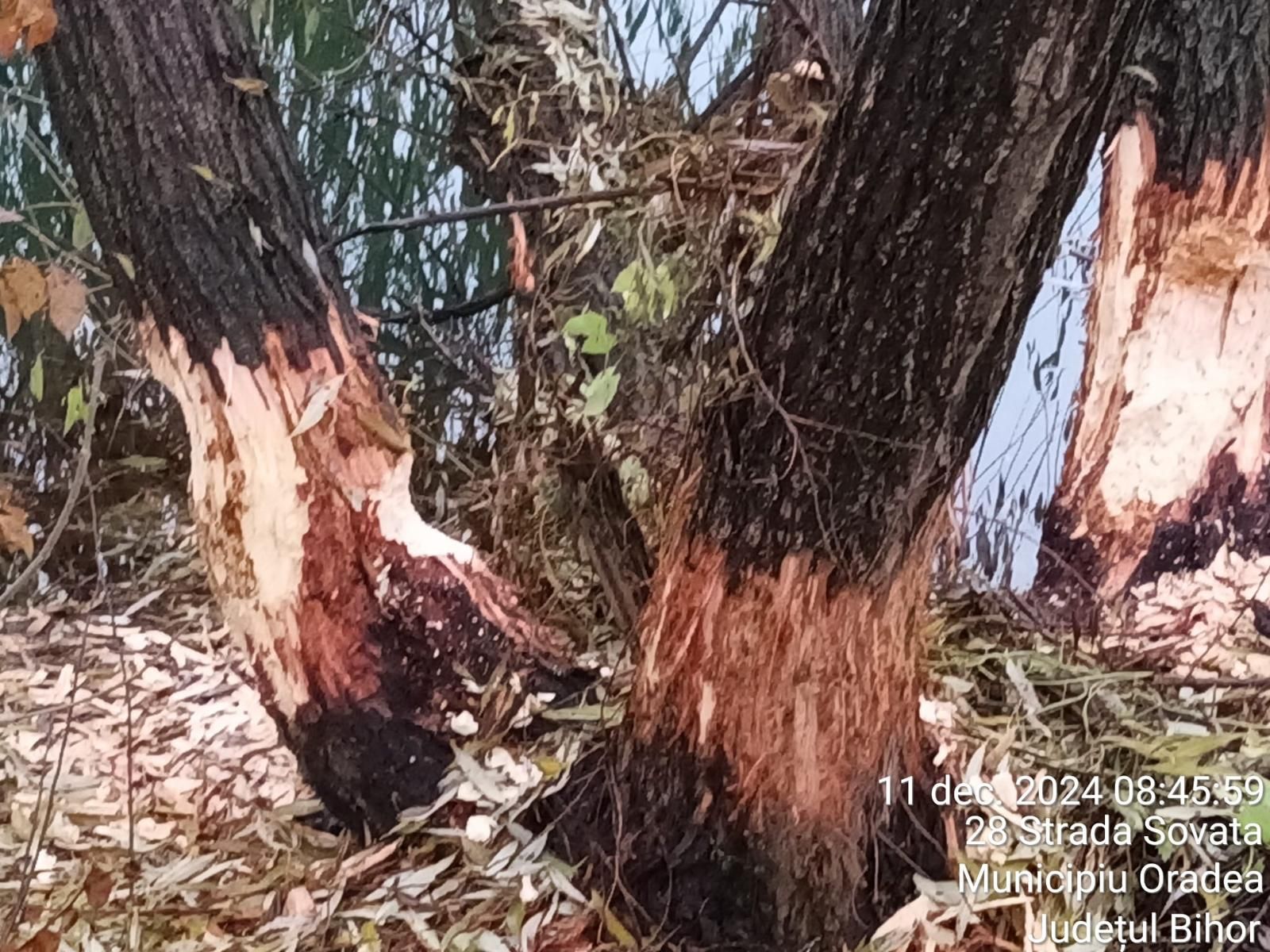 Hódtámadás Váradon