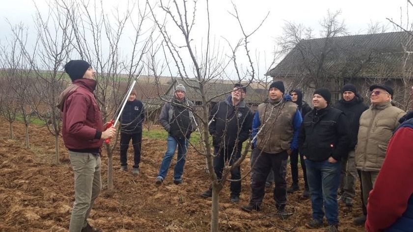 Hogyan metsszük meg gyümölcsfáinkat tavasszal?
