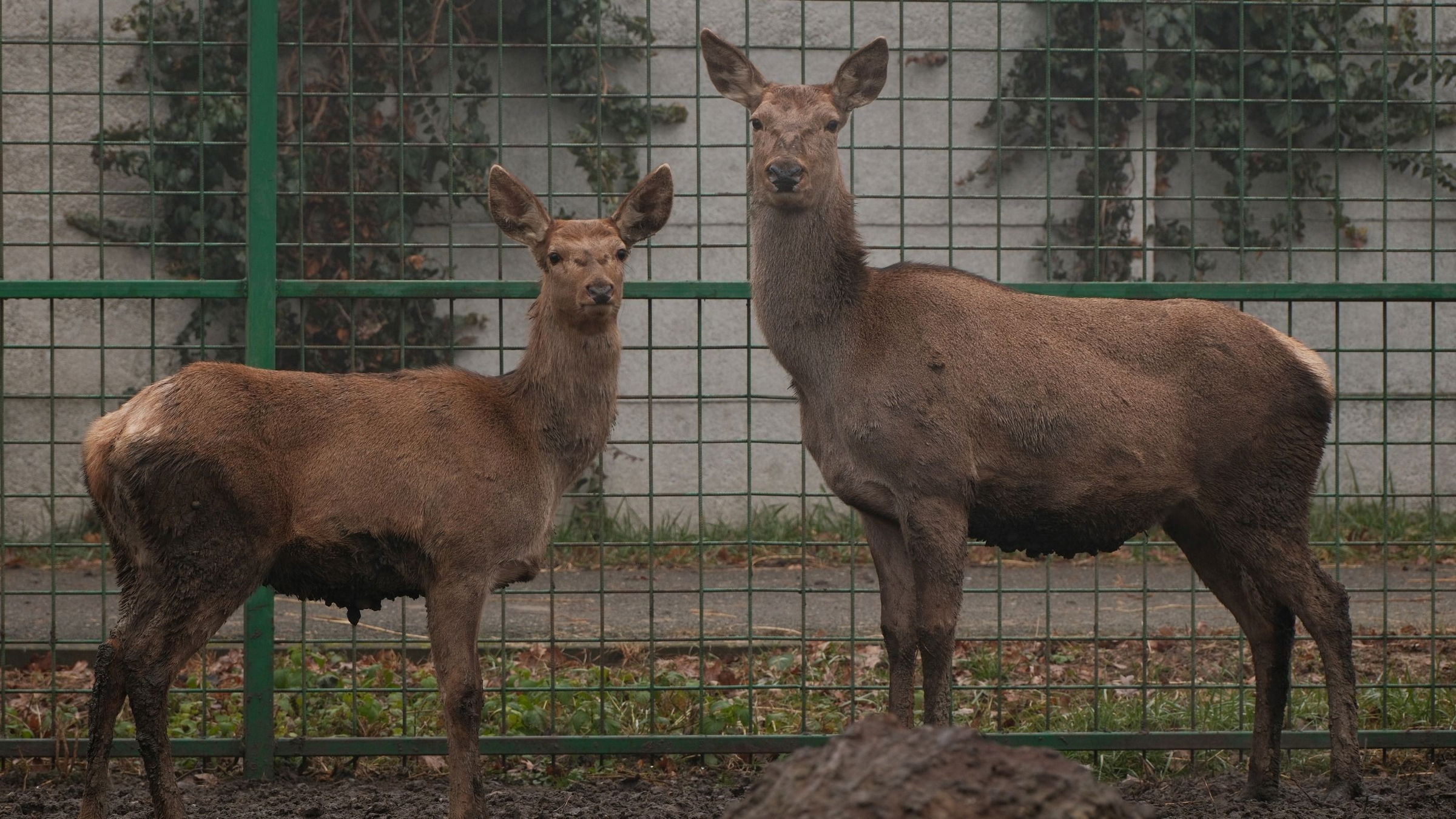 A nagyürögdi erdőbe költözik a váradi állatkert