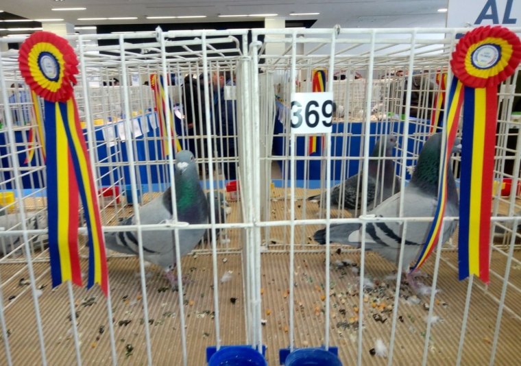 Országos postagalamb-kiállítások