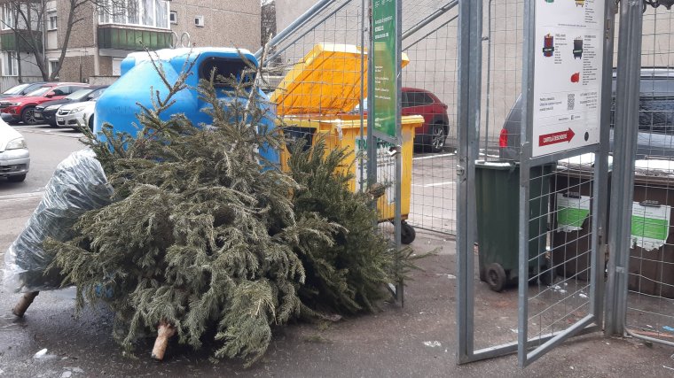 Komposzt lesz a karácsonyfákból