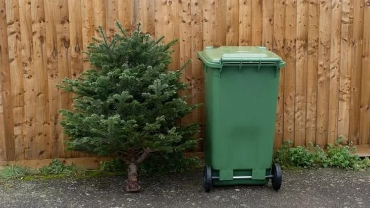 Ingyen elszállítják a karácsonyfákat