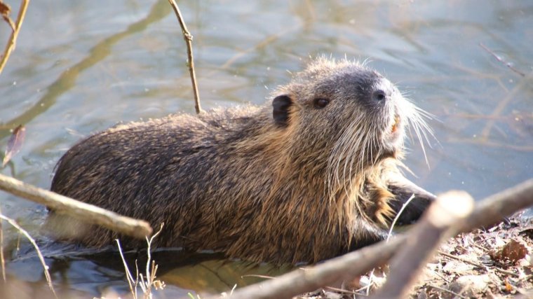 Hódok veszélyeztetik a Körös-part fáit