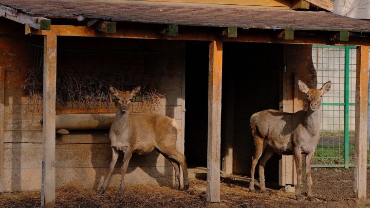 Séta a váradi állatkertben ׀ GALÉRIA