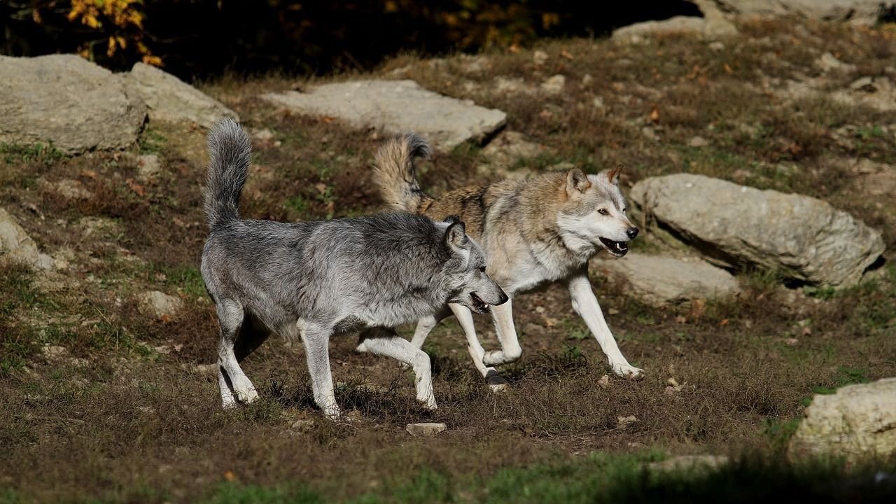 Farkasok pusztítanak Belényes környékén