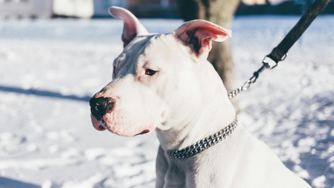 Állatviadalok szervezése miatt került őrizetbe