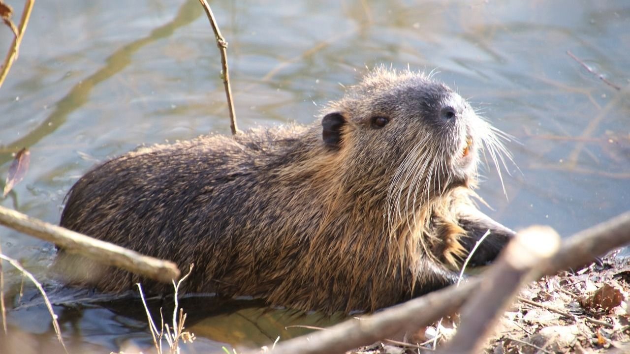 Hódok veszélyeztetik a Körös-part fáit