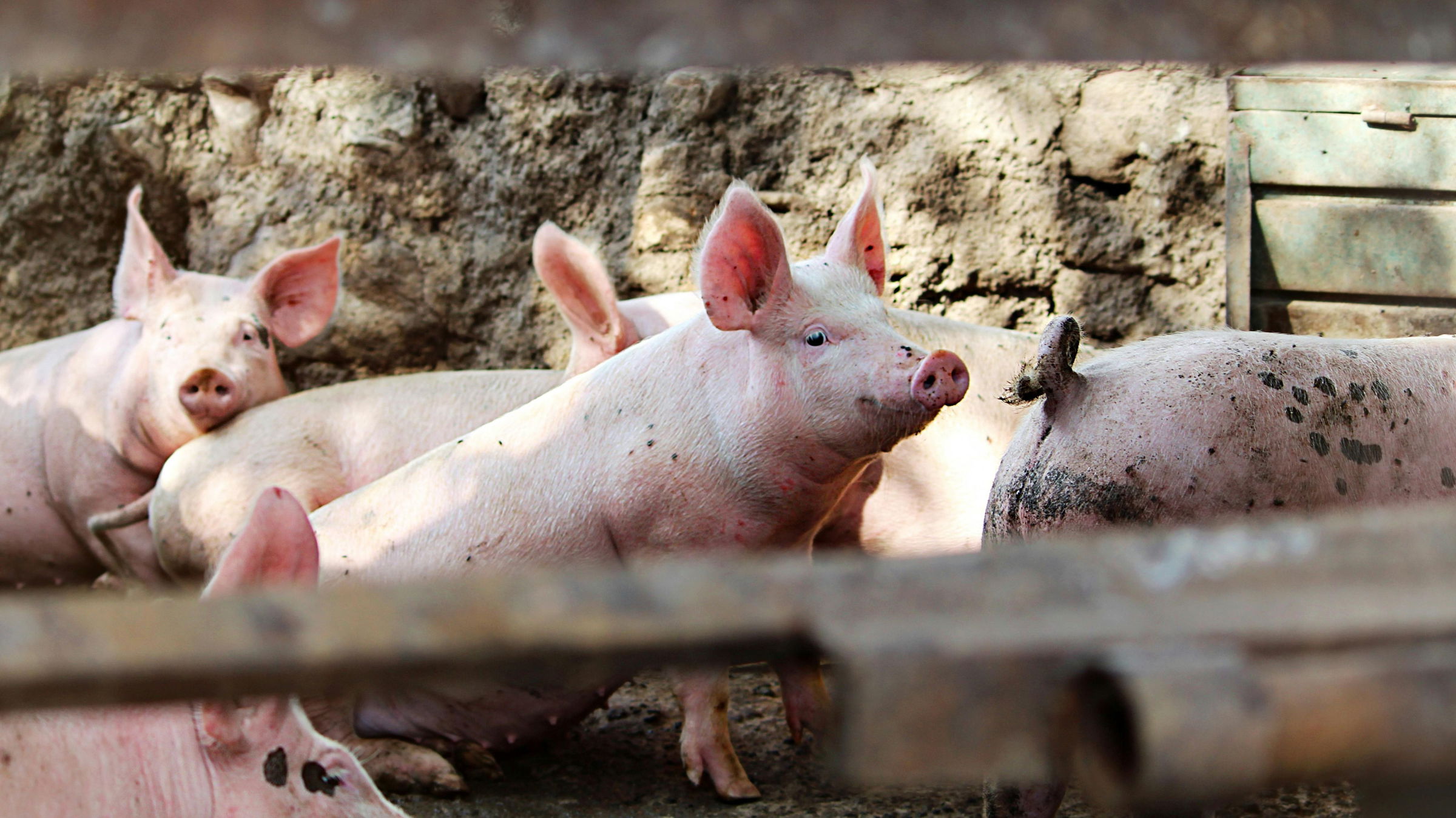 Még két aktív fertőzési góc van Bihar megyében