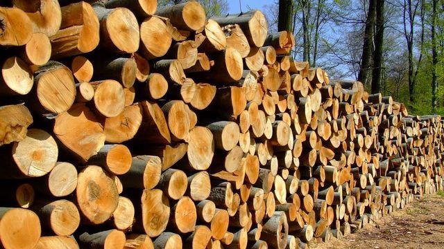 Illegális faügylet miatt büntettek