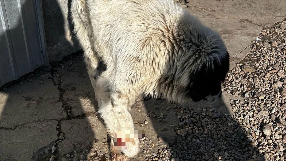 Felelőtlen kutyatulajdonost bírságoltak meg