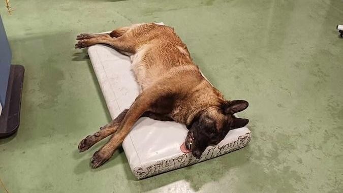 Ismét kutyára lőttek Nagyszalontánál