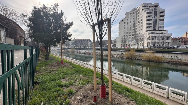 Befejeződik a faültetési kampány Váradon