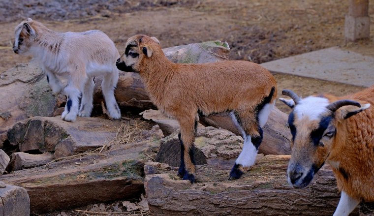 Állatkerti látogatás