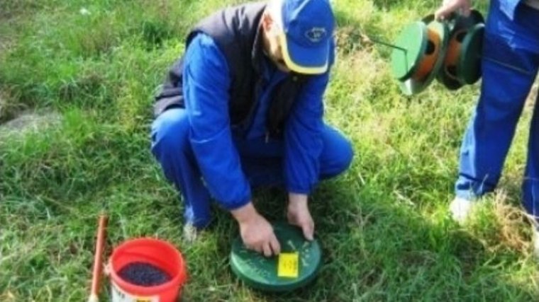 Kezdődik a rágcsálóirtás Nagyváradon