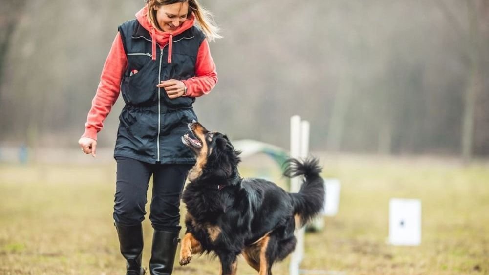 Ingyenes kiképzés jár a menhelyről származó kutyáknak