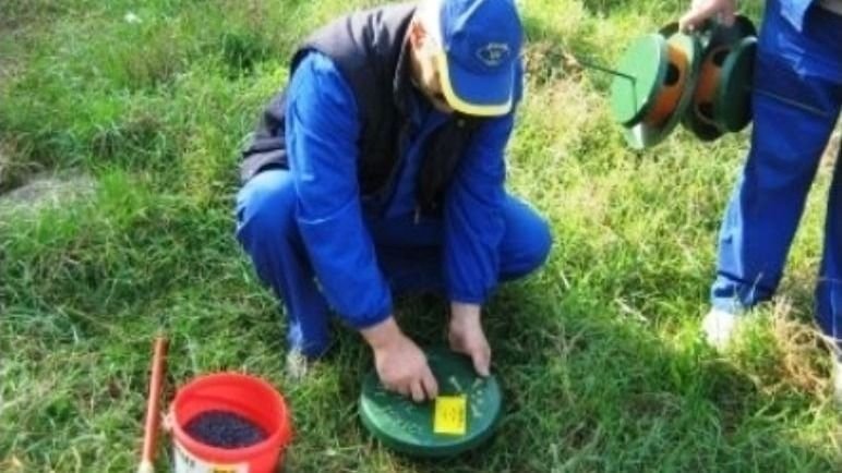 Kezdődik a rágcsálóirtás Nagyváradon