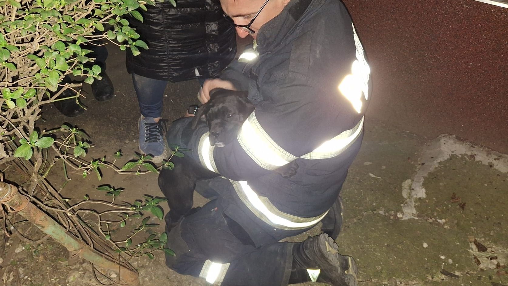 Kutyamentés Nagyváradon