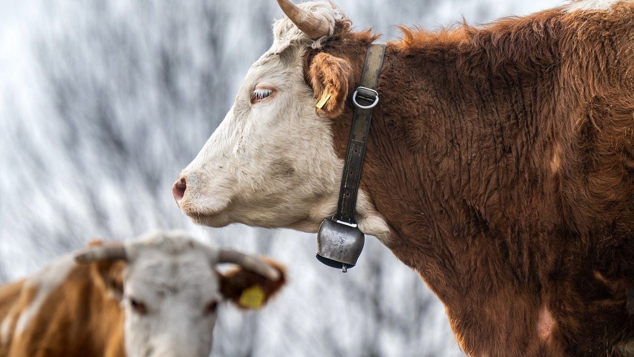 Aggasztóan megnőtt a szarvasmarha-leukózisos esetek száma Arad megyében