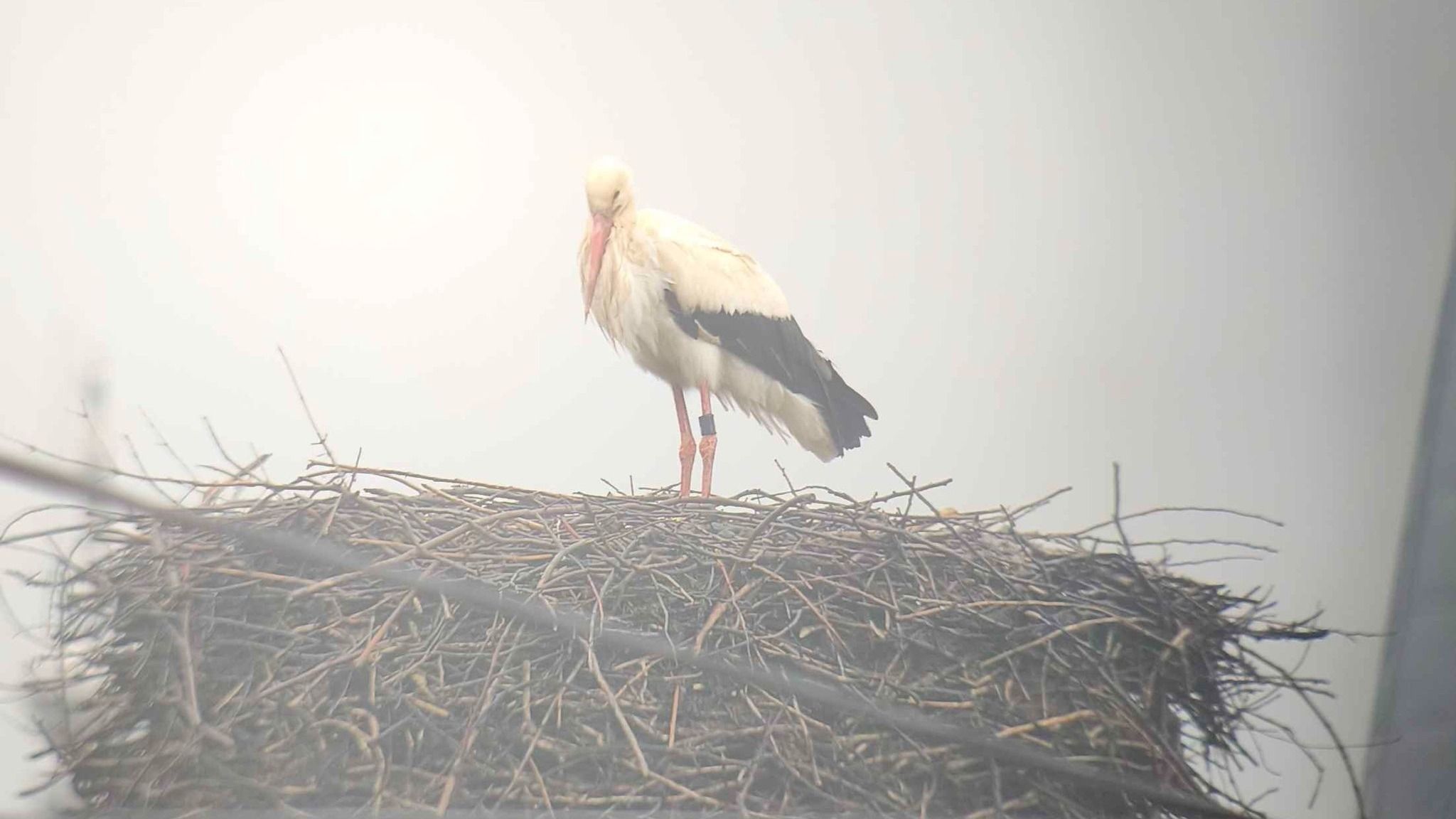 Visszatértek a gólyák Értarcsára is