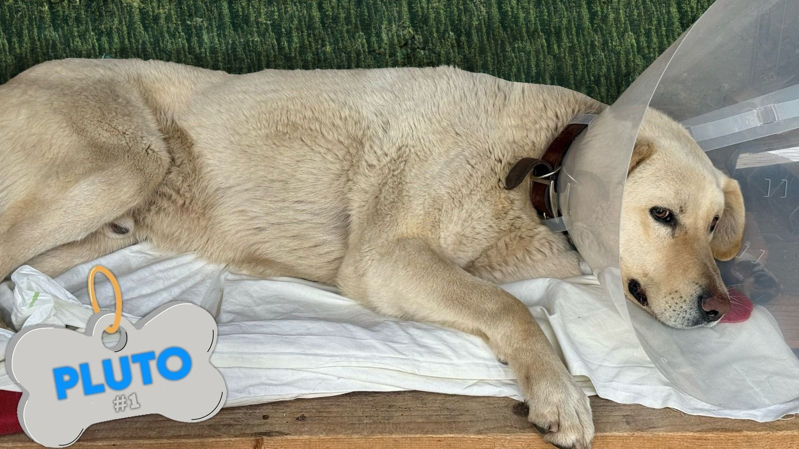 Ivartalanították az első kutyát a város sterilizálási programjában