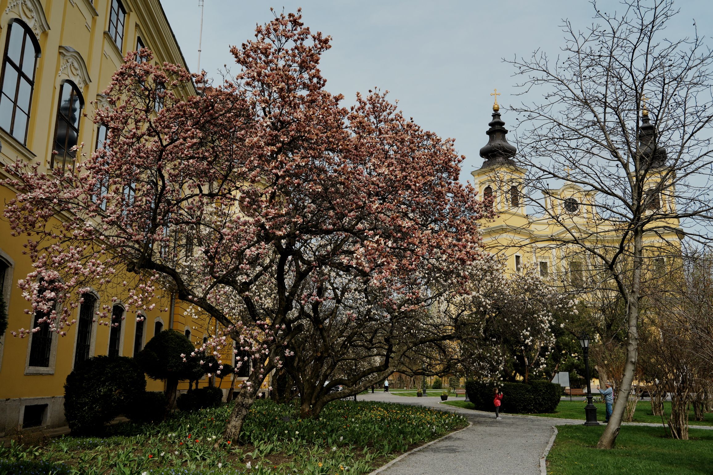 Virágzik a magnólia Nagyváradon