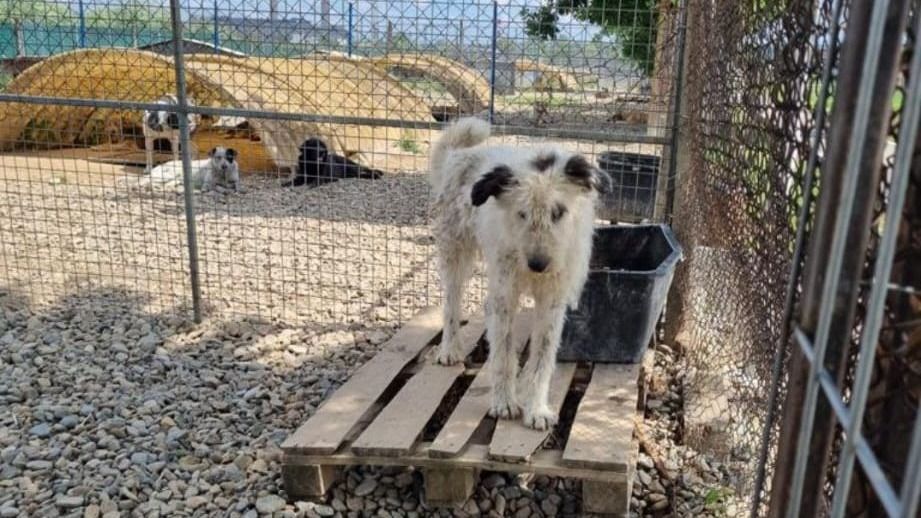 Andrica szerint túl van árazva a kutyaivartalanítási projekt