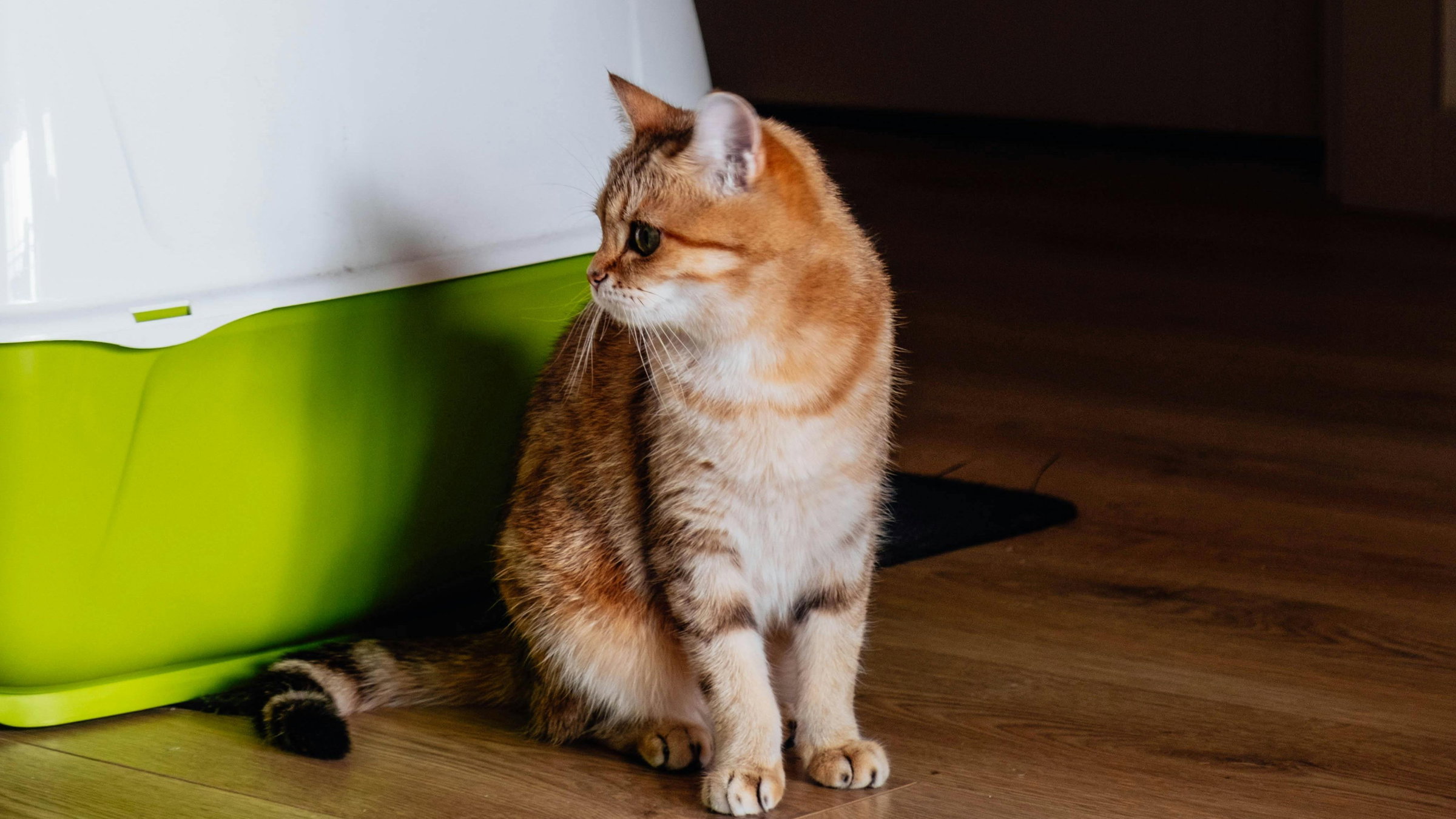 Macskasterilizálási kampány indul Nagyváradon