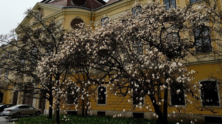 Virágzik a magnólia Nagyváradon