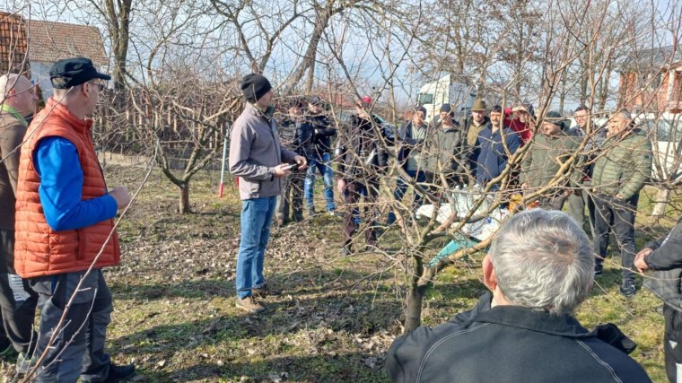 Metszésbemutató Péter bácsi közösségi kertjében