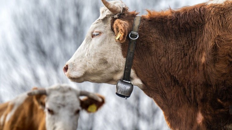 Aggasztóan megnőtt a szarvasmarha-leukózisos esetek száma Arad megyében