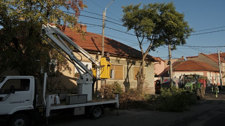 Fákat metszenek és vágnak ki a Pável utcán