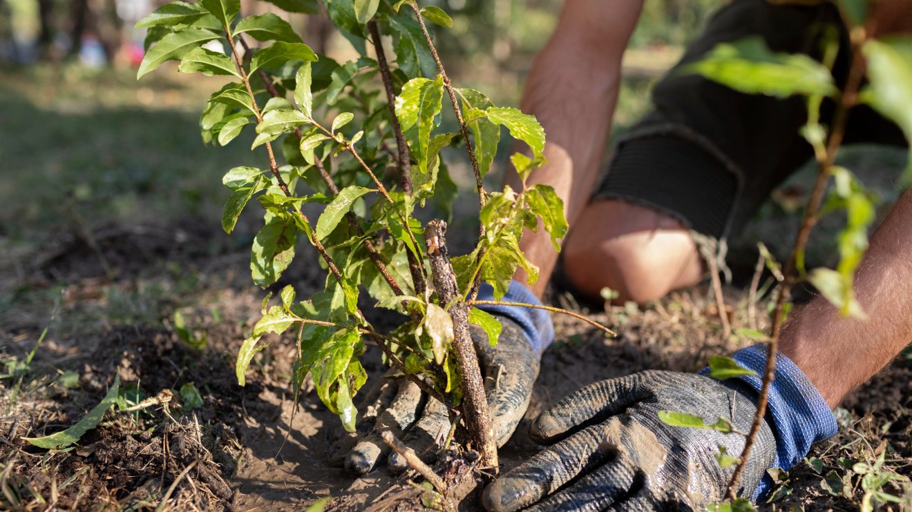 Faültetési kampányt indít a Bihar Megyei Tanács
