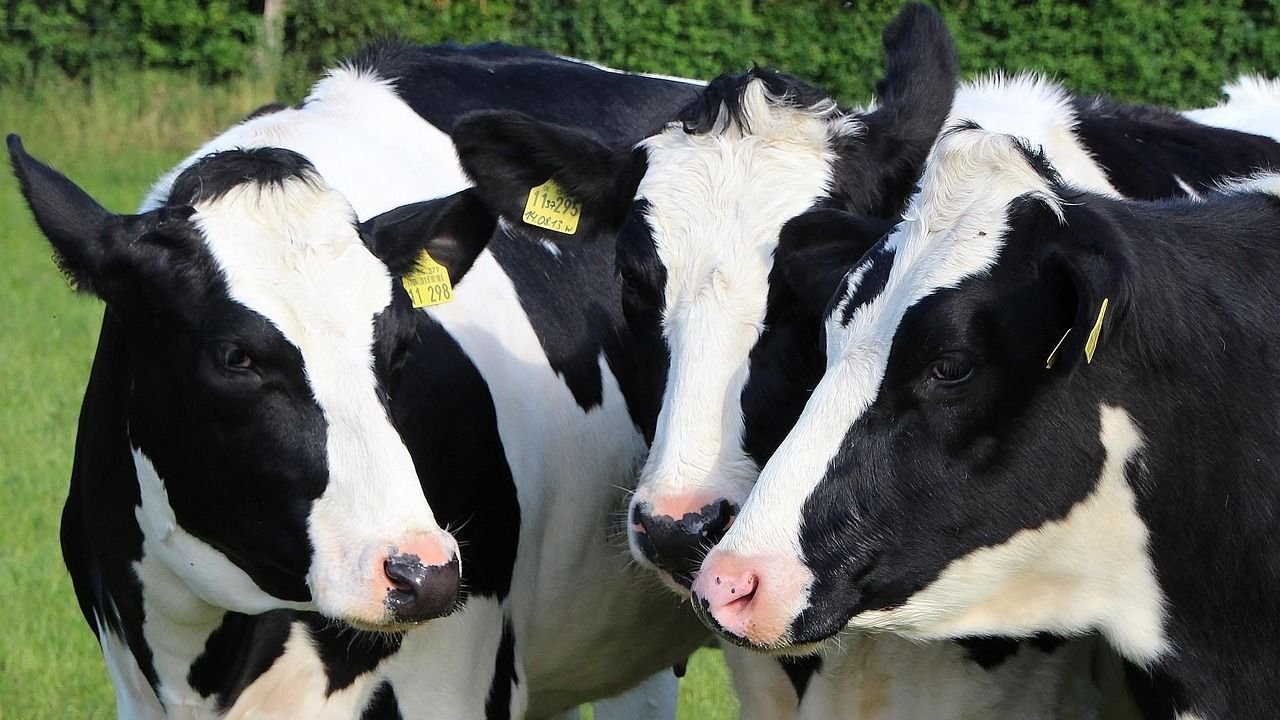 Meg kell állítani a száj- és körömfájás járványt